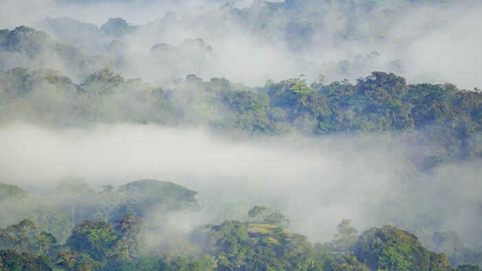 Bwindi Impenetrable forest.JPG