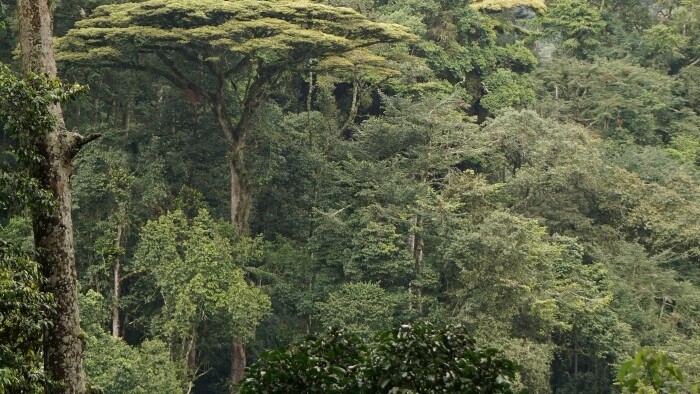 Bwindi Impenetrable forest1.JPG