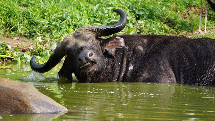 Kazinga chanel_ Queen Elisabeth NP.JPG