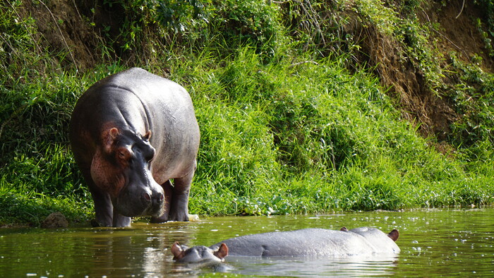 Kazinga chanel Queen Elisabeth NP1.JPG