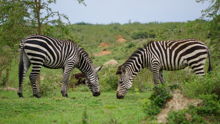 Lake Mburo NP_1.JPG