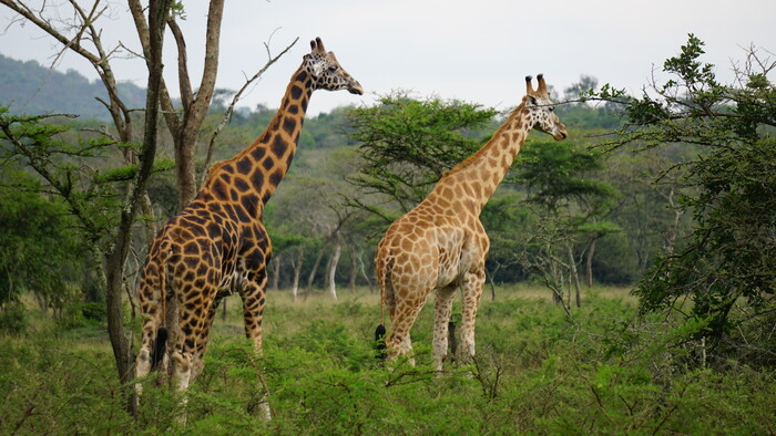 Lake Mburo NP.JPG