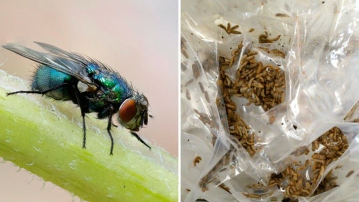 Las larvas de mosca negra ayudan a reciclar los plásticos