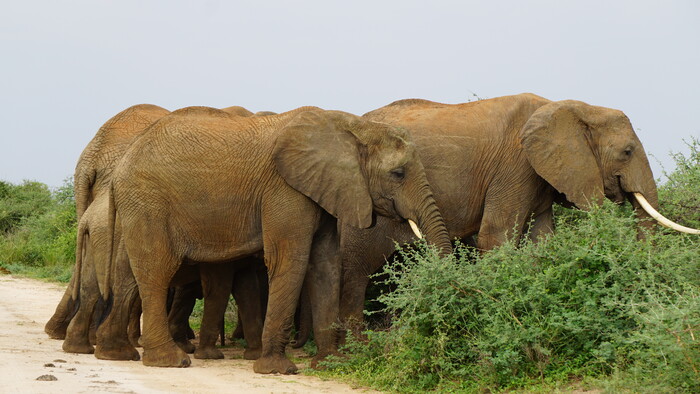 Murchison Falls NP1.JPG