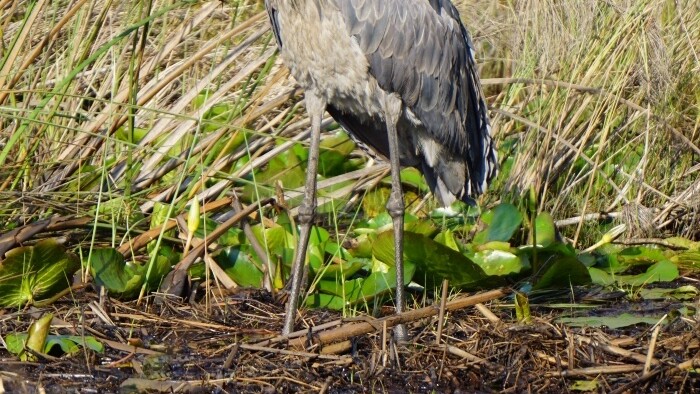 vtak shoebill (1).jpg