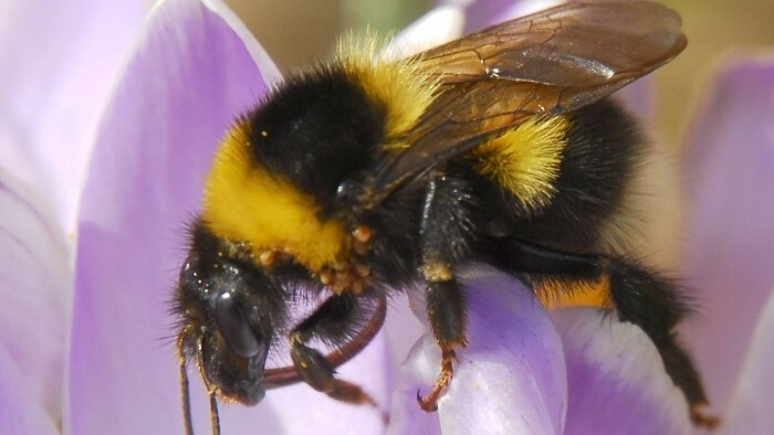 Hummel-Tummeln in der Region Tekov