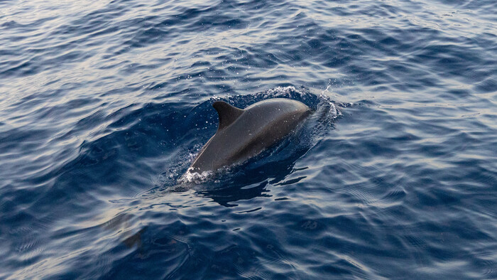 Delfiny, La Reunion,Andrea Skvareninova.JPG