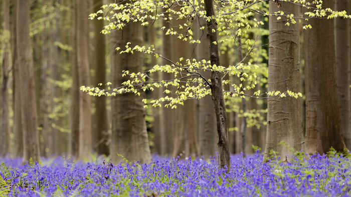 APTOPIX_Belgium_Bluebell_Hyacinth_Forest240930034590_TASR.jpg