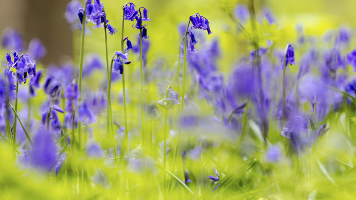 Belgium_Bluebell_Hyacinth_Forest240887034588_TASR.jpg