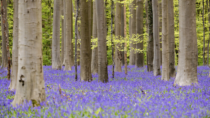 Belgium_Bluebell_Hyacinth_Forest240924034589_TASR.jpg