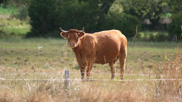 Na Slovensku existuje génová banka živočíšnych zdrojov