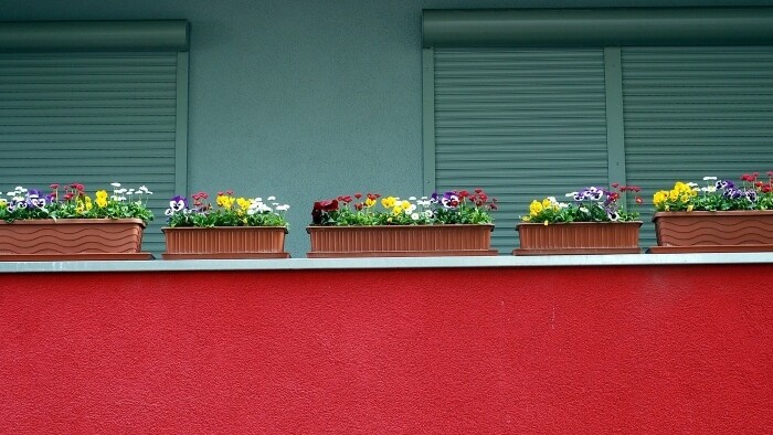 Sokoly na našich balkónoch