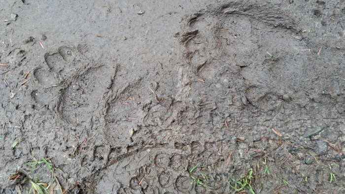 Les ours bruns sont-ils en danger en Slovaquie ?