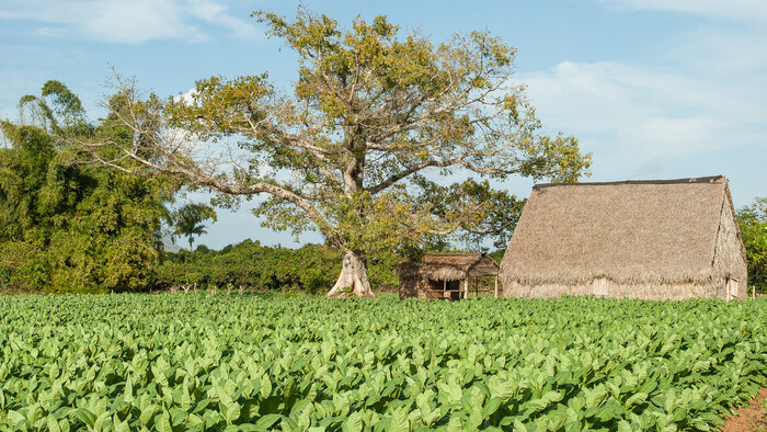 Viñales1.jpg