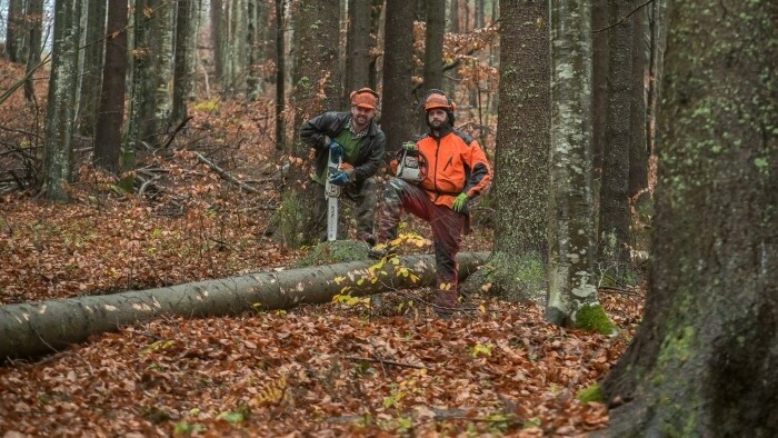 Exploitation de milliers d’arbres sur le territoire protégé