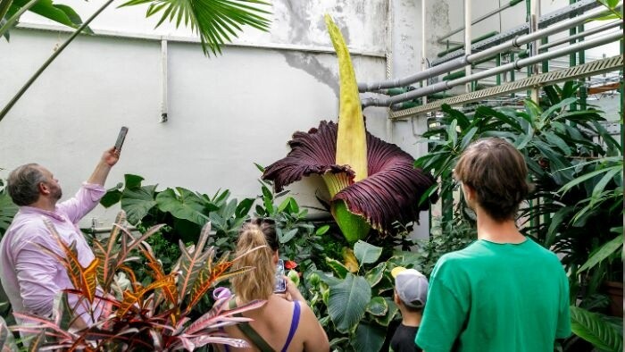 Äußerst seltene Blume im Botanischen Garten von Bratislava aufgeblüht