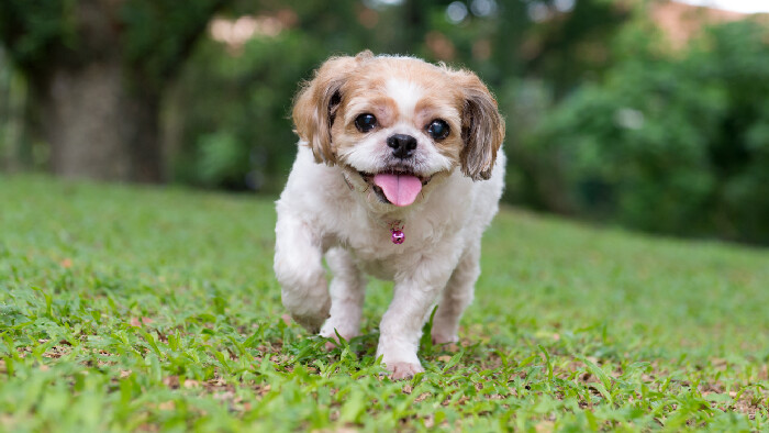 Ako žije chovateľka psov shih-tzu Zuzana Ďurišová