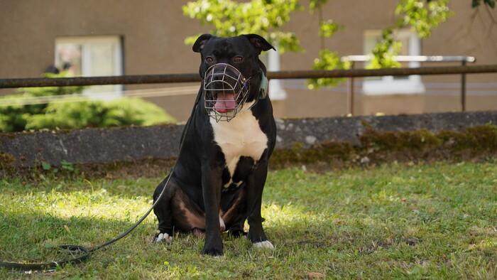 amstaff-z-relacie-neposlusni