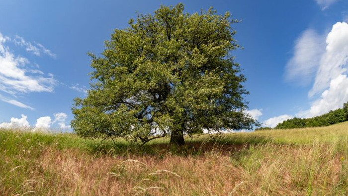 Súťaž Strom roka vyhrala hruška z Bošáce