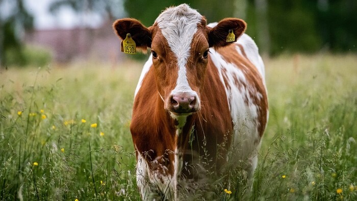 Rozmnožovanie hovädzieho dobytka na molekulárnej úrovni