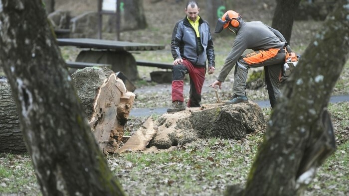 Najtransparentnejšou firmou sú Mestské lesy Košice