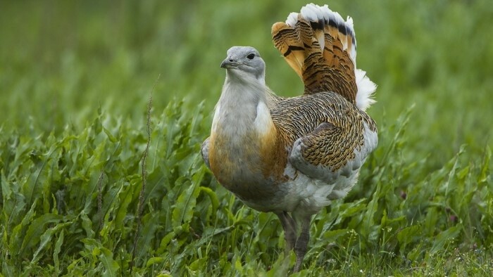 Das aktuelle Auftreten einiger Vogelarten in der Slowakei