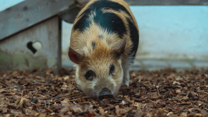 Prasiatka kune kune u farmára Igora Ulmana