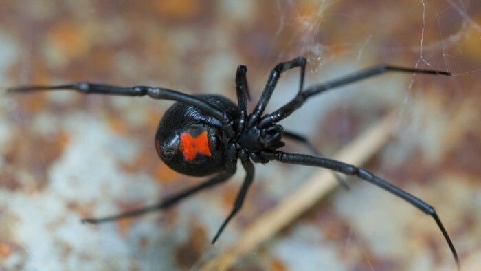 La araña la viuda negra encontrada en Eslovaquia