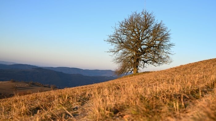 V súťaži Európsky strom roka aj hruška z Bošáce 