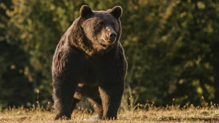 Slovakia greenlights mass bear culling despite EU concerns