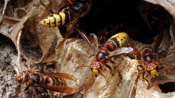 Asian hornet seen in upper Nitra area