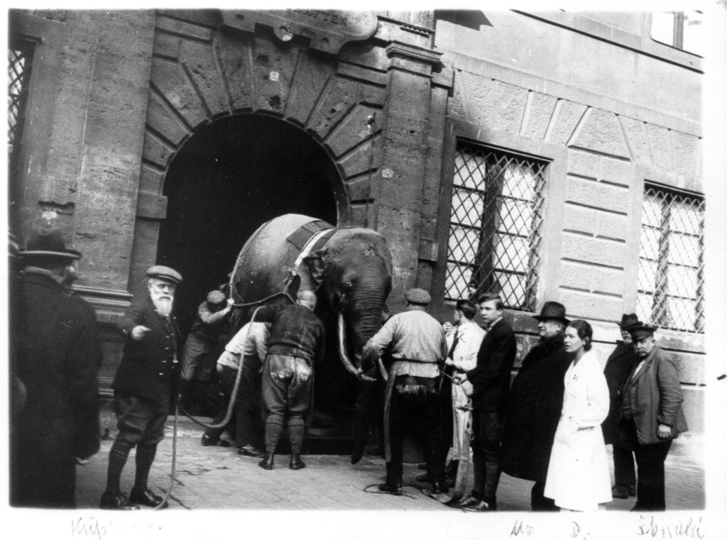 ElephantUmzugFoto.jpg