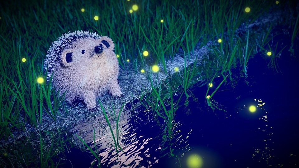 hedgehog-2517443_960_720.jpg