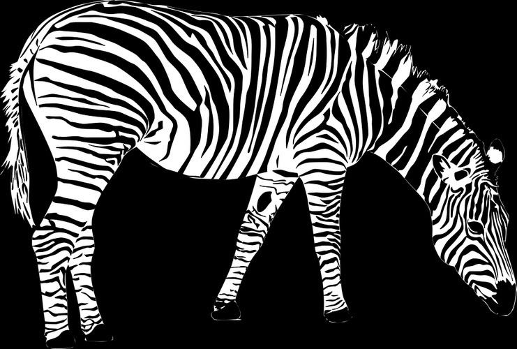 zebra.jpg