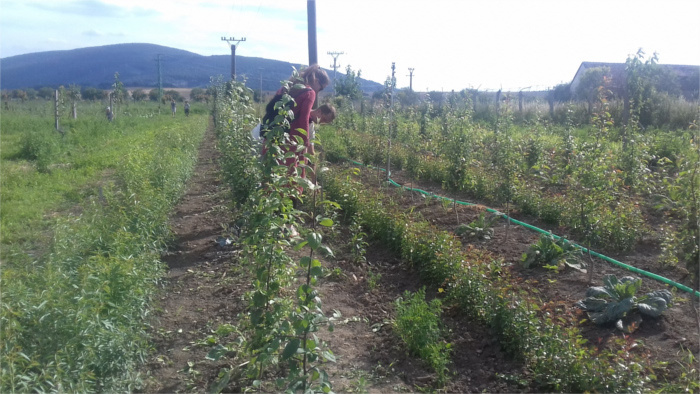 Tree nursery.jpg