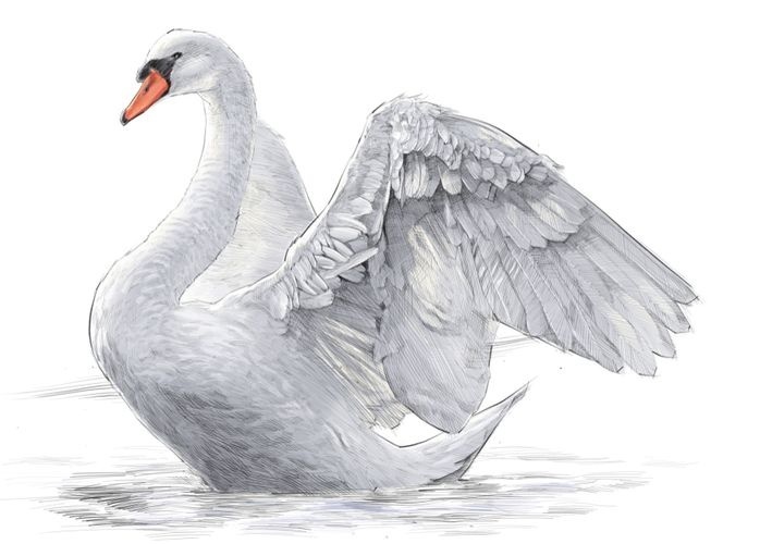 swan.jpg