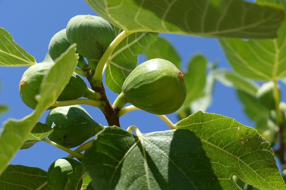 fig-tree-1658686_960_720.jpg