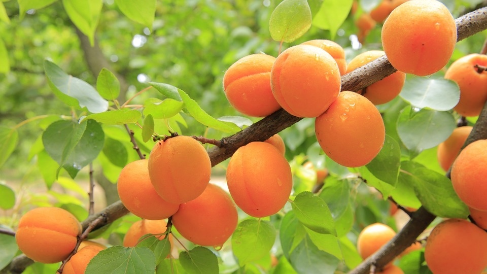 apricots-824626_960_720.jpg