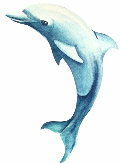 delfin.jpg