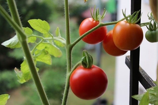 tomatoes-g403521921_640.jpg