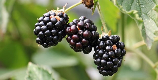 blackberries-1539540_640.jpg