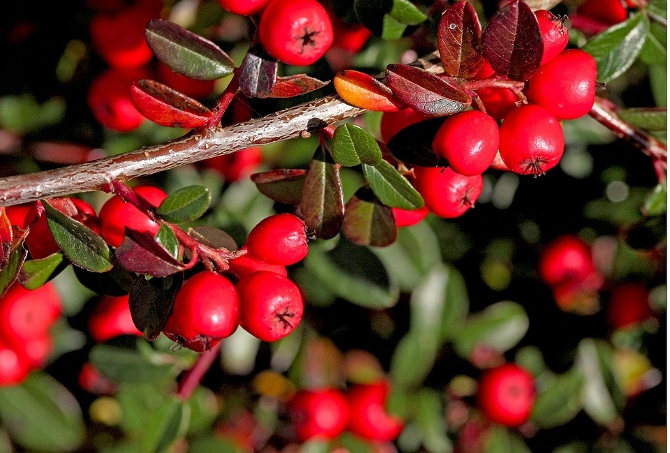 cotoneaster-3744831_960_720_PIXABAY_uroburos.jpg