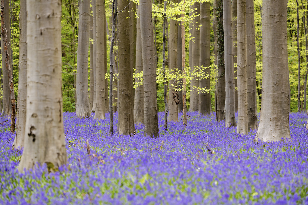 Belgium_Bluebell_Hyacinth_Forest240924034589_TASR.jpg