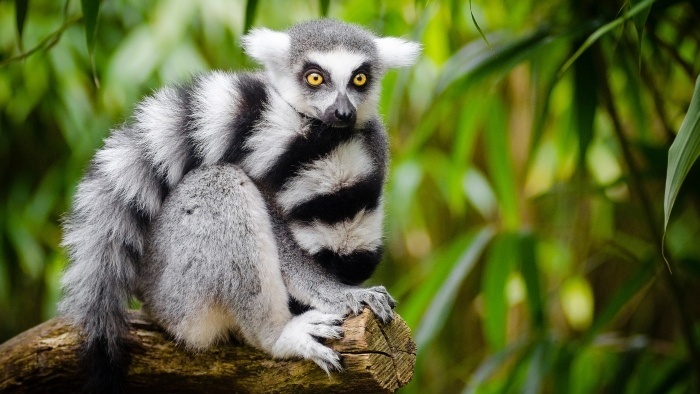 lemur-pixabay_Pexels.jpg