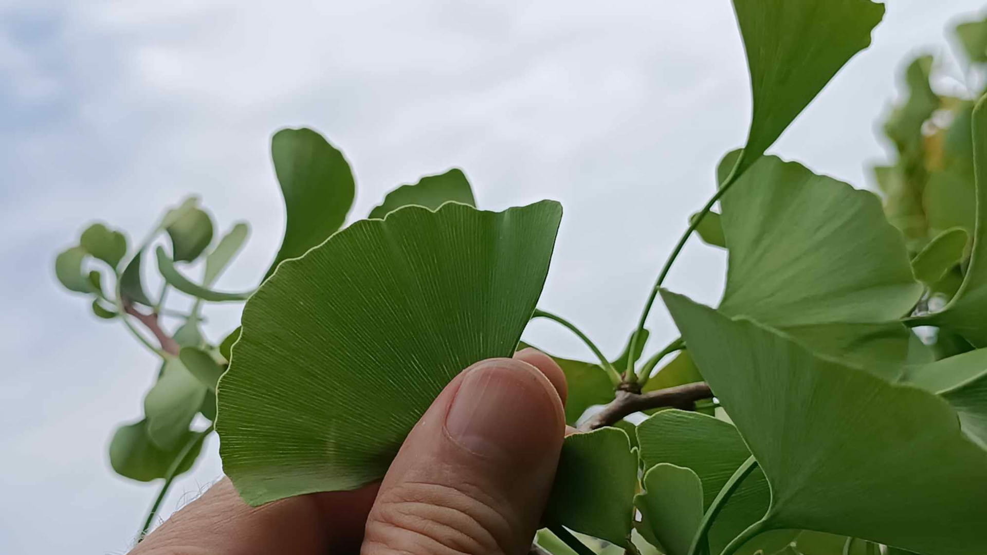 ginko-Stanislav-Háber-STVR