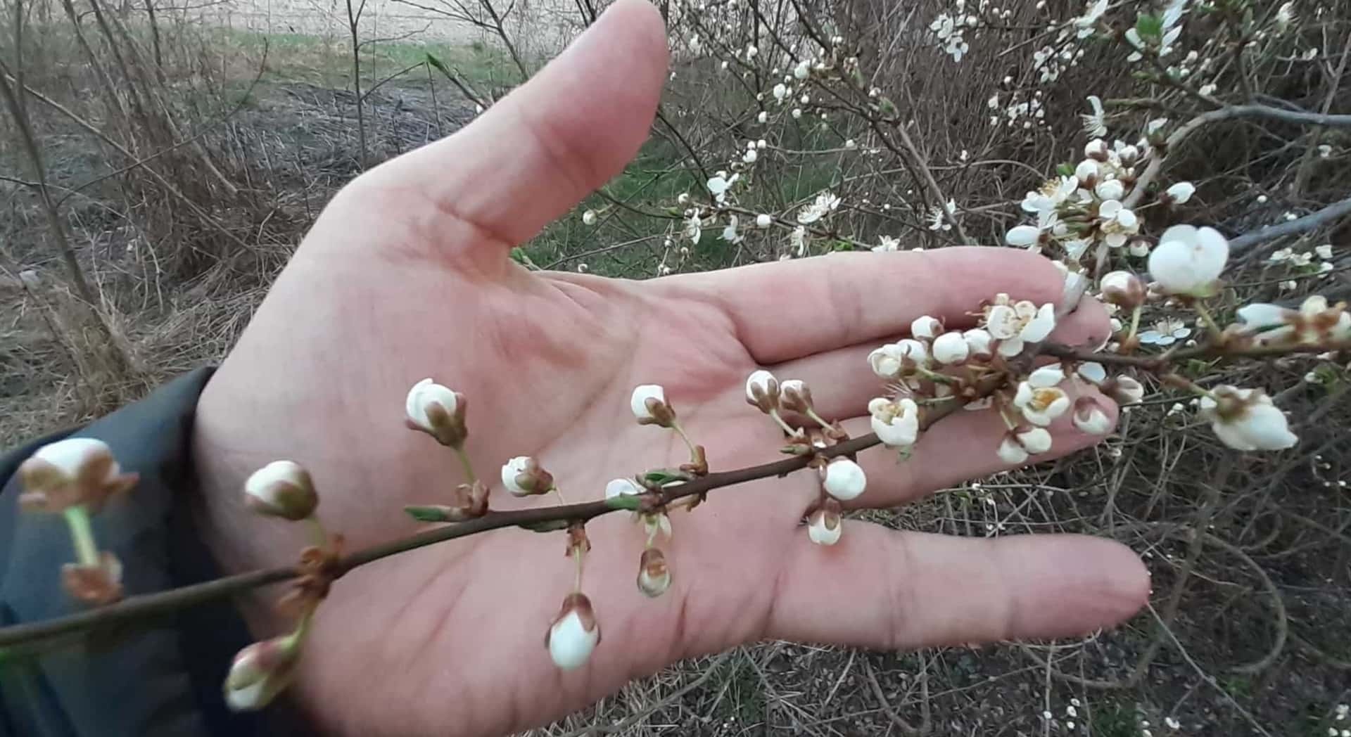 Jedna parafínová sviečka do záhrady nestačí. Jarné mrazy vedia potrápiť