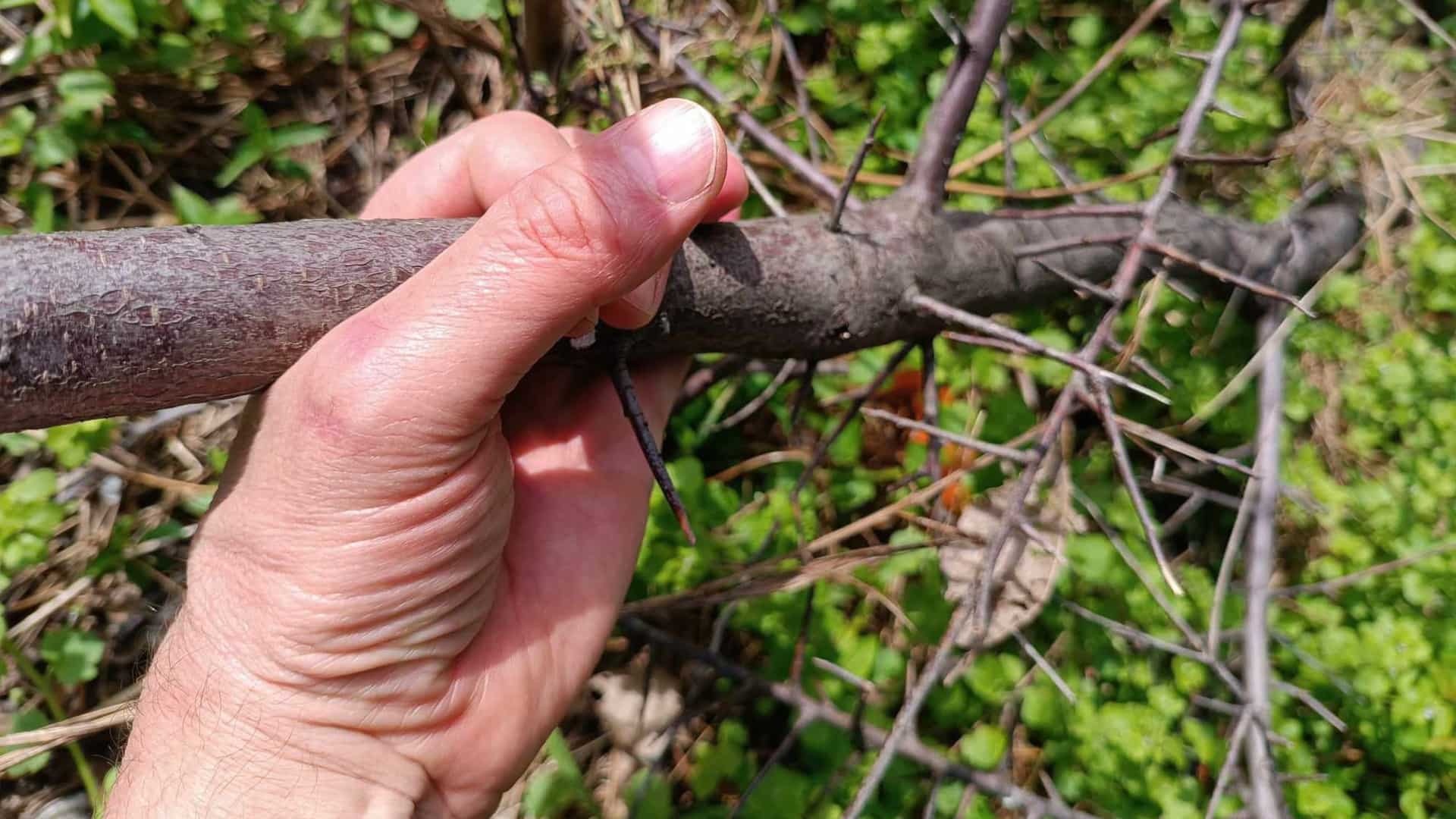 Čo ak vám vyschla zasadená drevina? Poznáme príčiny, ktoré to spôsobili