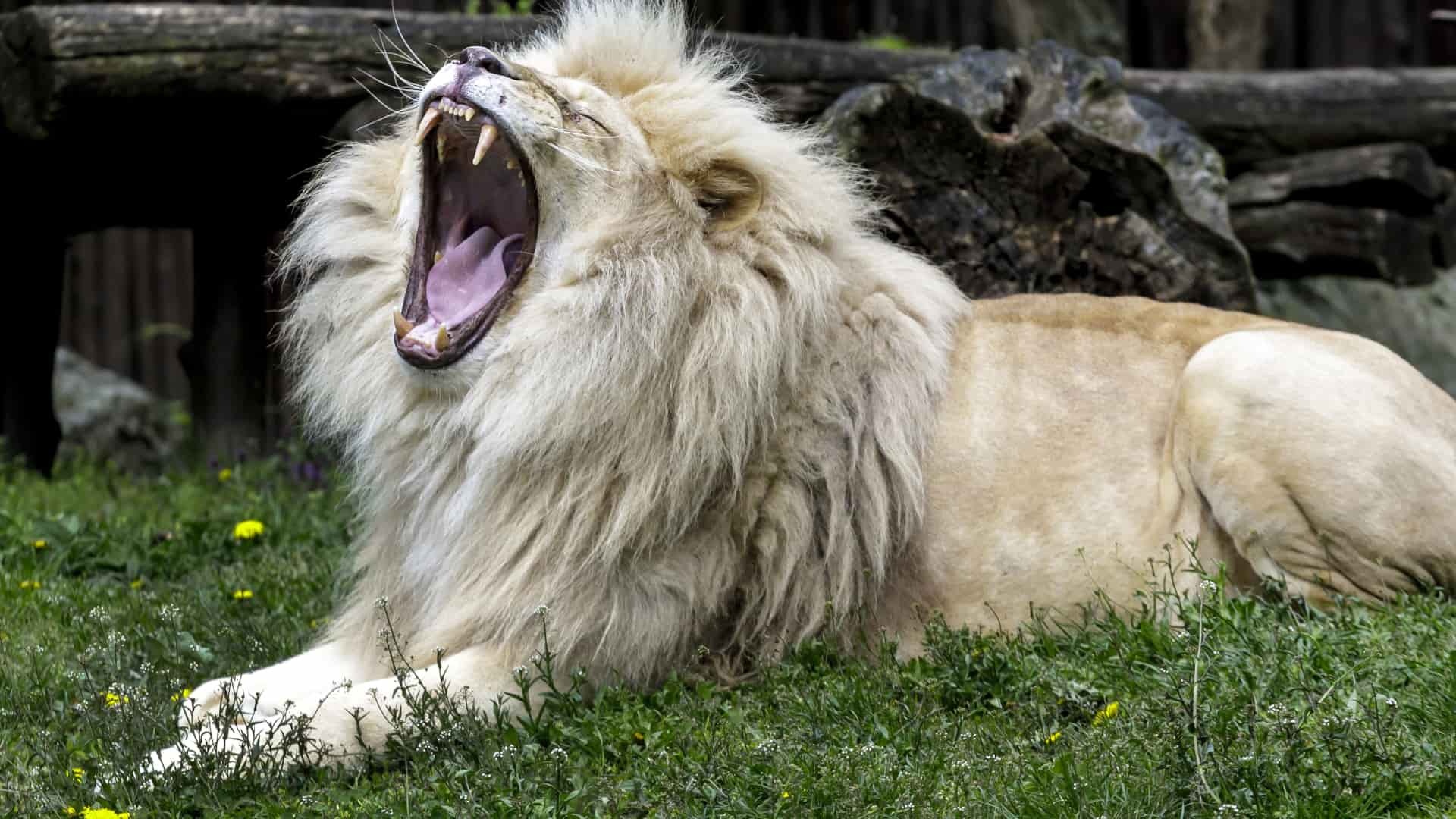 Letné horúčavy sú pre mnohé zvieratá v bratislavskej zoo veľmi náročné