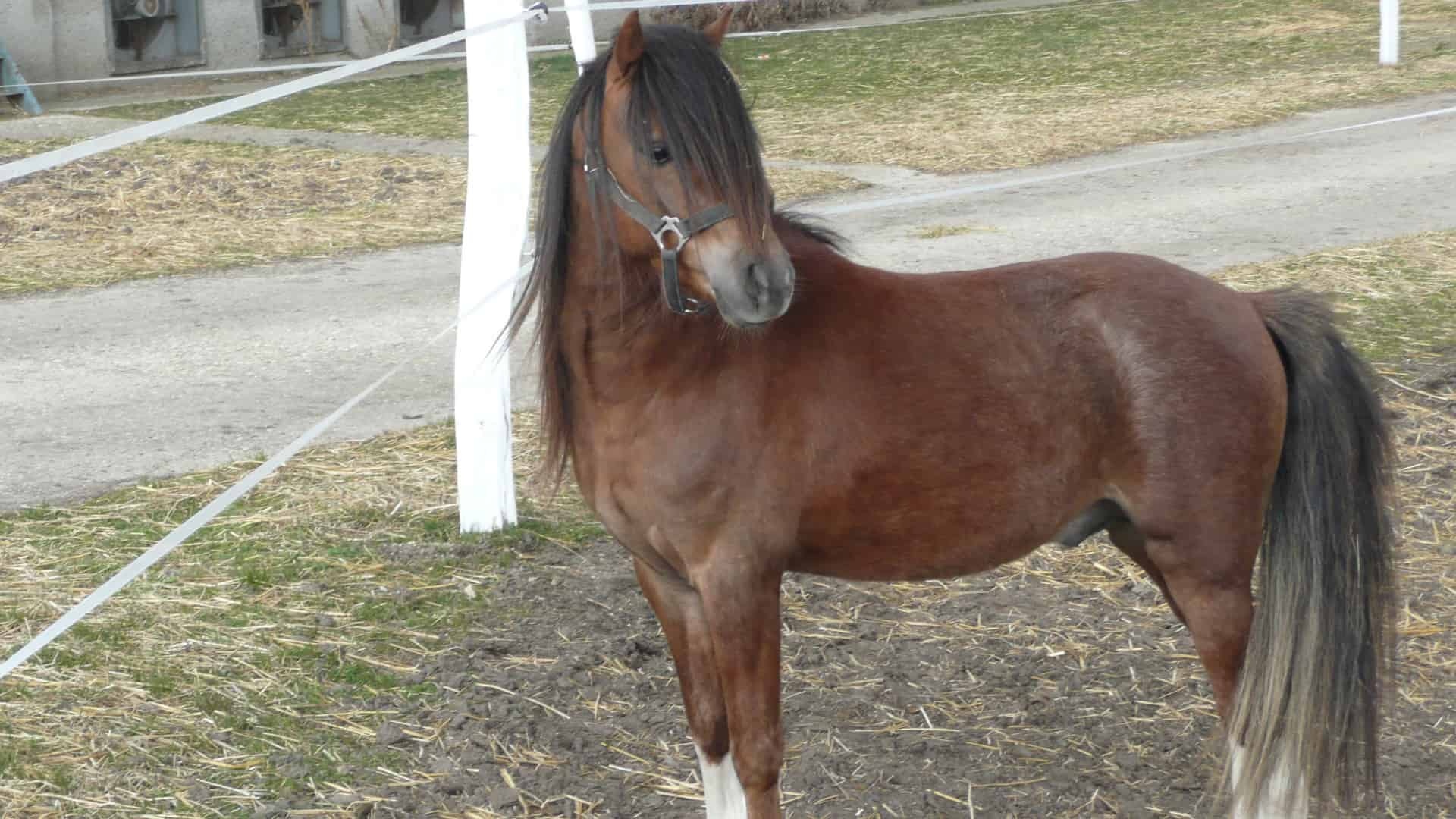 Ponúkli ste cudziemu zvieraťu niečo pod zub? Možno ste ho tým usmrtili