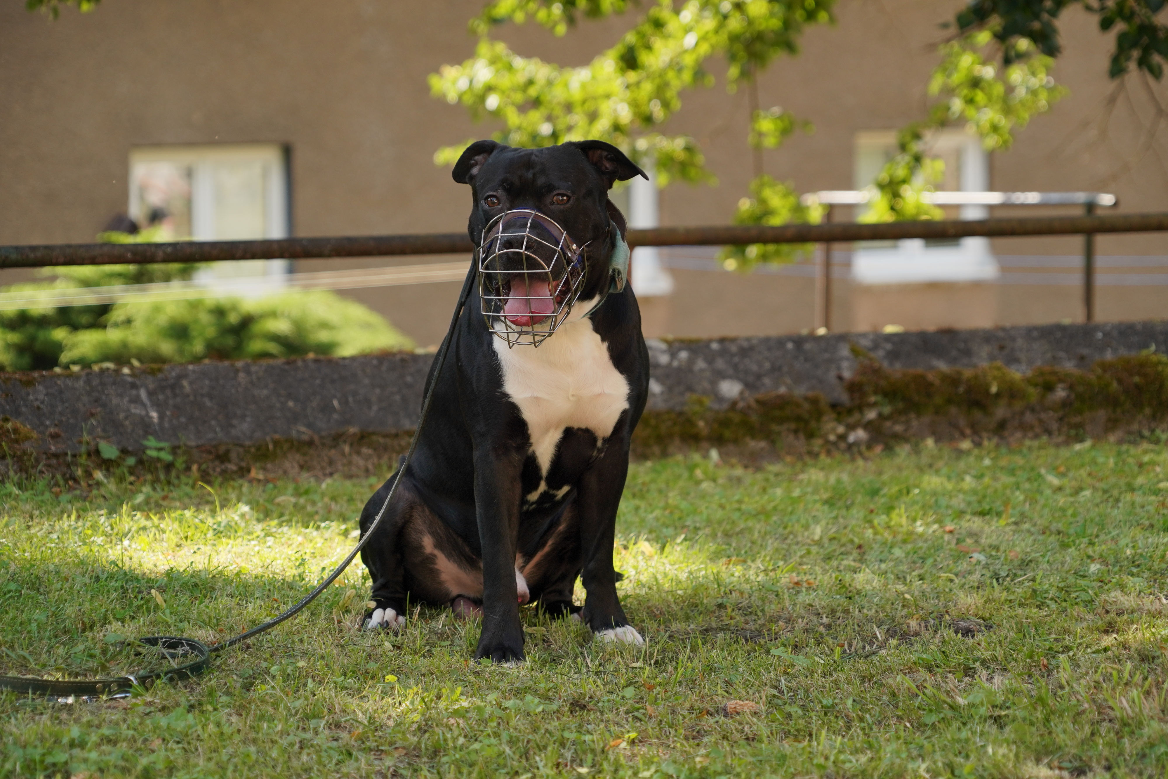 amstaff-z-relacie-neposlusni